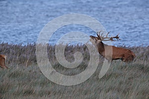 Redd Deer on the darss, mecklenburg  pomerania, Germany