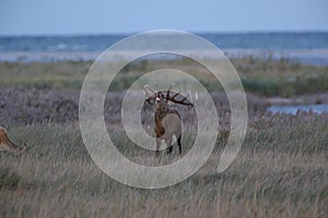 Redd Deer on the darss, mecklenburg  pomerania, Germany