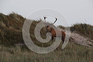 Redd Deer on the darss, mecklenburg  pomerania, Germany photo