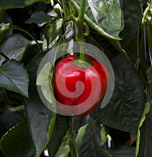 Redd Pepper on the vine