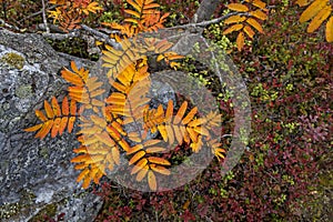 Reddening leaves of mountain ash growing on a rock in Karelia.