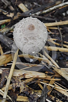 Reddening Lepiota Light Brown Fungus