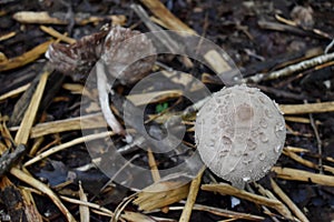 Reddening Lepiota Light Brown Fungus near Dead One