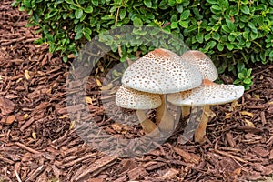 Reddening Lepiota - Mushrooms