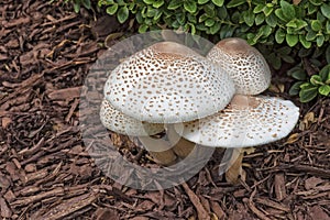 Reddening Lepiota - Mushrooms