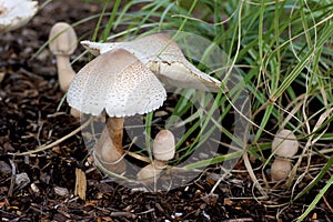 Reddening Lepiota Mushrooms    709222