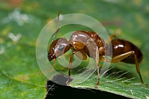 A reddish ant
