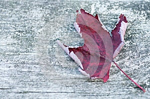 Reddish autumn single Maple Leaf on natural old wood. Fall season motive. Back to Nature concept. With copy space.