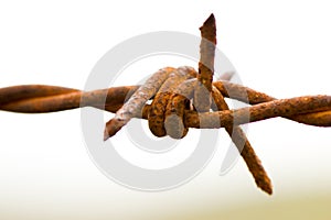 Reddish barbed wire photo