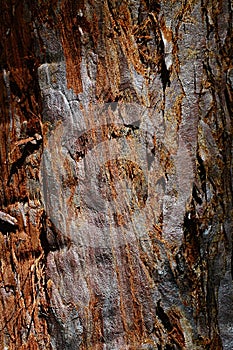 Reddish bark wood texture of giant sequoia sequoiadendron giganteum