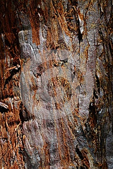 Reddish bark wood texture of giant sequoia sequoiadendron giganteum photo