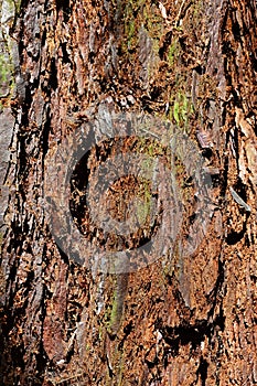 Reddish bark wood texture of giant sequoia sequoiadendron giganteum photo