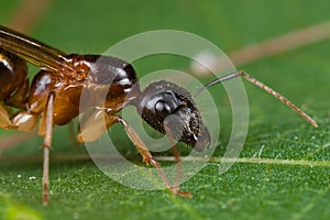 A reddish black winged ant