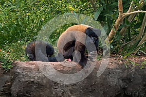 Reddish-brown Bearded Saki monkey