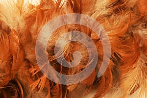 Reddish brown feather duster detail texture