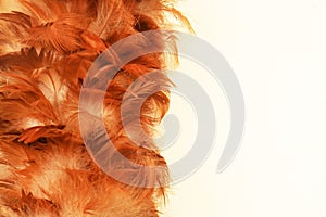 Reddish brown feather duster texture