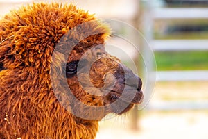 Reddish brown furry alpaca profile with fence in background