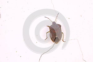 Pentatomidae stinkbug photo