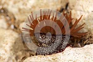 Reddish brown sea anemone