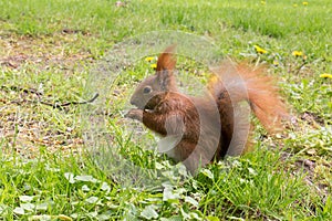 Reddish-brown squirrel eating nut on green grass
