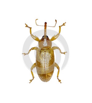 Reddish Brown Weevil Dorytomus on white Background