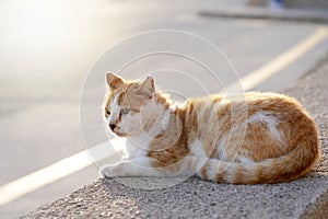 Reddish cat on low wall on the side of the road on sunset