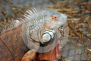 Reddish colored Green iguana