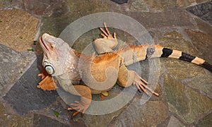 Reddish colored green iguana