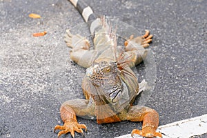 Reddish Colored Green Iguana