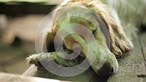 Reddish dog sleep on wooden surface. Summer, smoke. No people