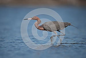 Reddish Egret