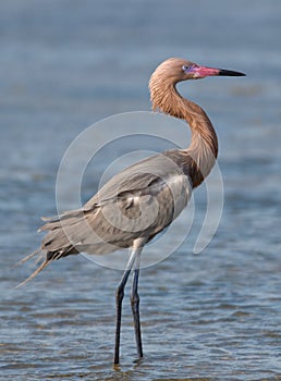 Reddish Egret photo