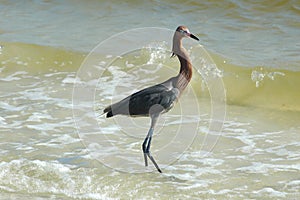 Reddish Egret