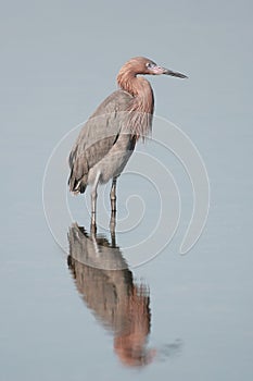 Reddish Egret photo