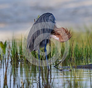 Reddish egret bends to preen