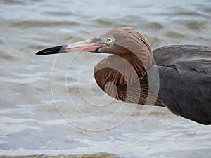 Reddish Egret With Breeding Pink Beak