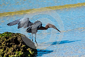 Reddish Egret Bunch Beach Florida photo