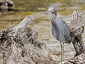 A Reddish Egret catches a crab for dinner.