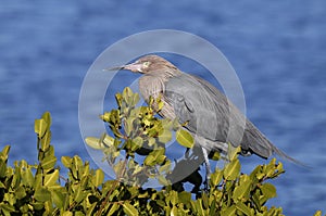 Reddish egret, egretta rufescens