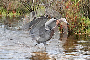 Reddish Egret (Egretta rufescens)