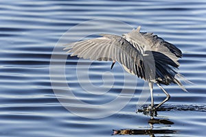 Reddish egret, egretta rufescens