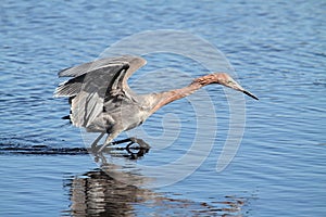 Reddish Egret (Egretta rufescens)