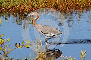 Reddish Egret (Egretta rufescens)