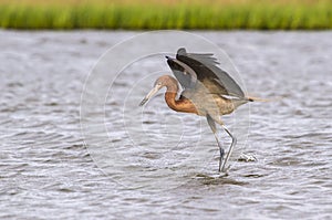 Reddish egret (Egretta rufescens).