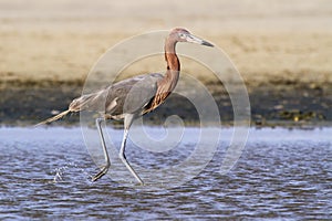 Reddish egret (Egretta rufescens).