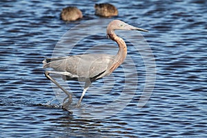 Reddish Egret (Egretta rufescens)