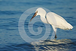 Reddish egret (Egretta rufescens)