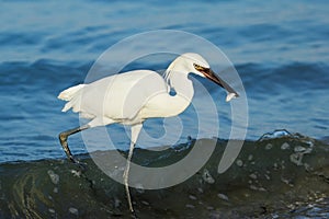 Reddish egret (Egretta rufescens)