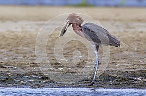 Reddish egret (Egretta rufescens) eating a morning catch â€“ a flounder.