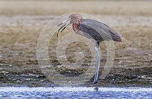 Reddish egret (Egretta rufescens) eating a morning catch â€“ a flounder.